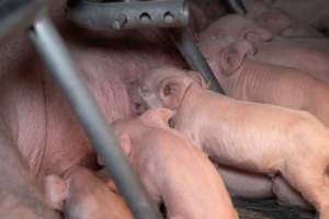 Piglets suckling from their mother - Captured at Midland Bacon, Carag Carag VIC Australia.