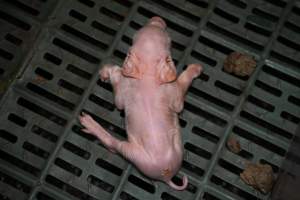 Unwell piglet in a farrowing crate - Captured at Midland Bacon, Carag Carag VIC Australia.