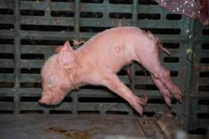 Unwell piglet in a farrowing crate - Captured at Midland Bacon, Carag Carag VIC Australia.