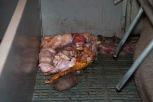 Stillborn piglets in a farrowing crate - Captured at Midland Bacon, Carag Carag VIC Australia.