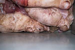 Stillborn piglets in a farrowing crate - Captured at Midland Bacon, Carag Carag VIC Australia.