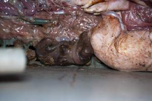 Stillborn piglets in a farrowing crate - Captured at Midland Bacon, Carag Carag VIC Australia.