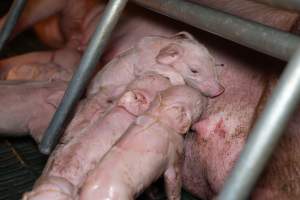 Piglets fighting for teats to suckle - Captured at Midland Bacon, Carag Carag VIC Australia.