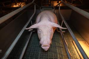 Sow in a farrowing crate - Captured at Midland Bacon, Carag Carag VIC Australia.