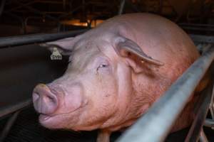 Sow in a farrowing crate - Captured at Midland Bacon, Carag Carag VIC Australia.