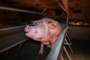 Sow in a farrowing crate - Captured at Midland Bacon, Carag Carag VIC Australia.