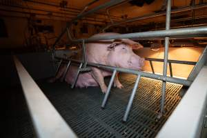 Sow in a farrowing crate - Captured at Midland Bacon, Carag Carag VIC Australia.