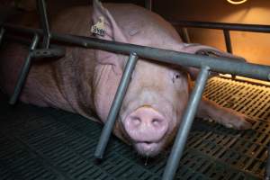 Sow in a farrowing crate - Captured at Midland Bacon, Carag Carag VIC Australia.