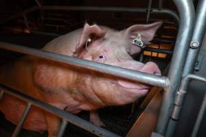 Sow in a farrowing crate - Captured at Midland Bacon, Carag Carag VIC Australia.