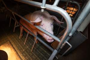 Sow in a farrowing crate - Captured at Midland Bacon, Carag Carag VIC Australia.