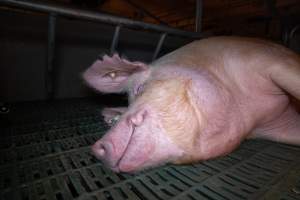 Sow in a farrowing crate - Captured at Midland Bacon, Carag Carag VIC Australia.