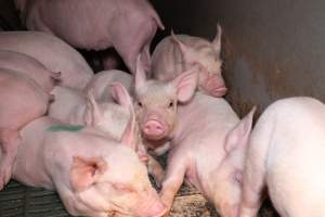 Piglets in a farrowing crate - Captured at Midland Bacon, Carag Carag VIC Australia.