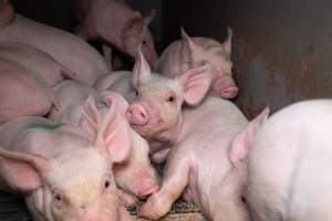 Piglets in a farrowing crate - Captured at Midland Bacon, Carag Carag VIC Australia.