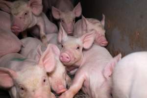 Piglets in a farrowing crate - Captured at Midland Bacon, Carag Carag VIC Australia.