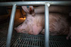 Sow in a farrowing crate - Captured at Midland Bacon, Carag Carag VIC Australia.