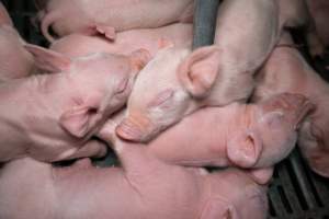 Piglets in a farrowing crate - Captured at Midland Bacon, Carag Carag VIC Australia.