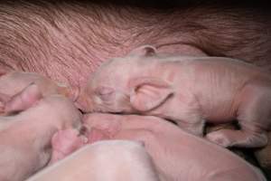 Piglets in a farrowing crate - Captured at Midland Bacon, Carag Carag VIC Australia.