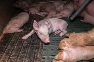 Piglets in a farrowing crate - Captured at Midland Bacon, Carag Carag VIC Australia.