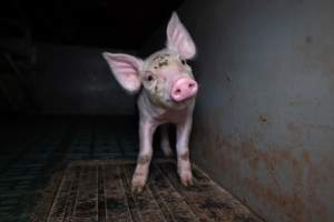 Piglet in a farrowing crate - Captured at Midland Bacon, Carag Carag VIC Australia.