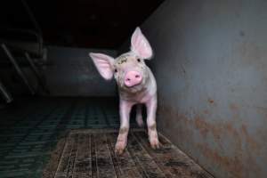 Piglet in a farrowing crate - Captured at Midland Bacon, Carag Carag VIC Australia.