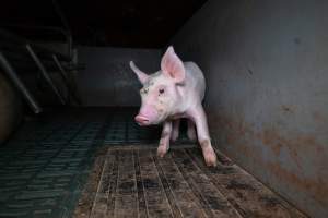 Piglet in a farrowing crate - Captured at Midland Bacon, Carag Carag VIC Australia.