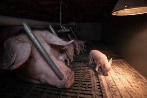 Sow and piglets in a farrowing crate - Captured at Midland Bacon, Carag Carag VIC Australia.