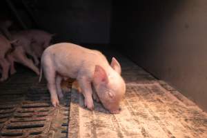 Piglet in a farrowing crate - Captured at Midland Bacon, Carag Carag VIC Australia.