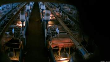 Worker r*pes a caged sow (censored) - Screenshot from hidden camera footage, where a male worker in a Victorian pig farm is caught r*ping a sow caged inside a farrowing crate. - Captured at Midland Bacon, Carag Carag VIC Australia.