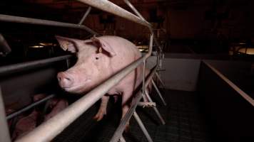 Olivia - Victim of Bestiality - Captured at Midland Bacon, Carag Carag VIC Australia.