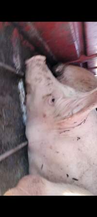Benella holding pen - Possible prolapse on recently unloaded pigs - Captured at Benalla Abattoir, Benalla VIC Australia.