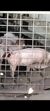Benella holding pen - Possible prolapse on recently unloaded pigs - Captured at Benalla Abattoir, Benalla VIC Australia.