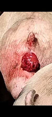 Benella holding pen - Possible prolapse on recently unloaded pigs - Captured at Benalla Abattoir, Benalla VIC Australia.