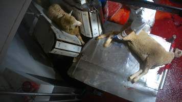 Sheep slaughter - Sheep are stunned with an electric stunner before having their throats slit. Hidden cameras captured dozens of sheep being stunned ineffectively and several attempting to escape into the kill room. - Captured at Gathercole's Wangaratta Abattoir, Wangaratta VIC Australia.