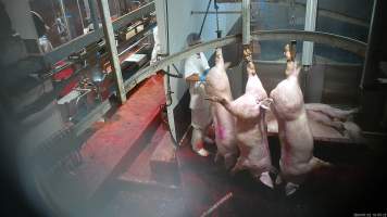 Pig shackle line and scalding tank - Pigs are hung upside down on a shackle line before being lowered onto a table and tipped into a tank of scalding water which softens their skin and hair before they are dismembered. Hidden cameras captured pigs still moving and gasping moments before they entered the scalding tank. Workers were also captured on camera using the suspended bodies of sheep as a punching bag and dancing with their body parts. - Captured at Gathercole's Wangaratta Abattoir, Wangaratta VIC Australia.