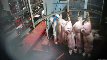 Pig shackle line and scalding tank - Pigs are hung upside down on a shackle line before being lowered onto a table and tipped into a tank of scalding water which softens their skin and hair before they are dismembered. Hidden cameras captured pigs still moving and gasping moments before they entered the scalding tank. Workers were also captured on camera using the suspended bodies of sheep as a punching bag and dancing with their body parts. - Captured at Gathercole's Wangaratta Abattoir, Wangaratta VIC Australia.