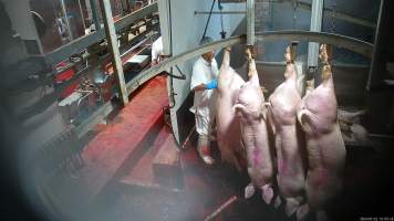 Pig shackle line and scalding tank - Pigs are hung upside down on a shackle line before being lowered onto a table and tipped into a tank of scalding water which softens their skin and hair before they are dismembered. Hidden cameras captured pigs still moving and gasping moments before they entered the scalding tank. Workers were also captured on camera using the suspended bodies of sheep as a punching bag and dancing with their body parts. - Captured at Gathercole's Wangaratta Abattoir, Wangaratta VIC Australia.