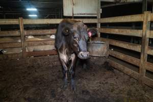 Steer in holding pen - Captured at Gathercole's Wangaratta Abattoir, Wangaratta VIC Australia.