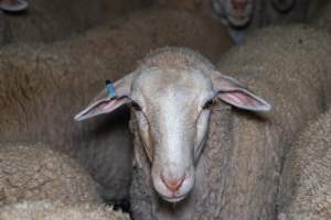 Sheep in holding pen - Captured at Gathercole's Wangaratta Abattoir, Wangaratta VIC Australia.