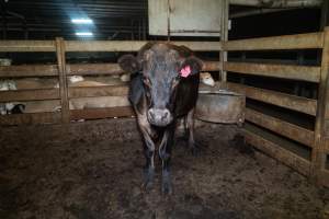 Steer in holding pen - Captured at Gathercole's Wangaratta Abattoir, Wangaratta VIC Australia.