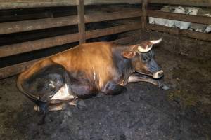 Steer in holding pen - Captured at Gathercole's Wangaratta Abattoir, Wangaratta VIC Australia.