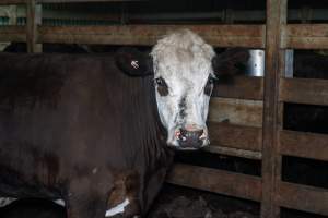 Steer in holding pen - Captured at Gathercole's Wangaratta Abattoir, Wangaratta VIC Australia.