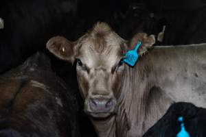 Steers in holding pen - Captured at Gathercole's Wangaratta Abattoir, Wangaratta VIC Australia.