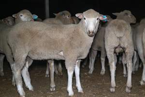 Sheep in holding pen - Captured at Gathercole's Wangaratta Abattoir, Wangaratta VIC Australia.