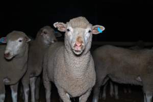 Sheep in holding pen - Captured at Gathercole's Wangaratta Abattoir, Wangaratta VIC Australia.