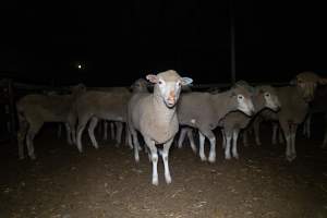 Sheep in holding pen - Captured at Gathercole's Wangaratta Abattoir, Wangaratta VIC Australia.