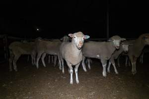 Sheep in holding pen - Captured at Gathercole's Wangaratta Abattoir, Wangaratta VIC Australia.
