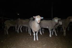 Sheep in holding pen - Captured at Gathercole's Wangaratta Abattoir, Wangaratta VIC Australia.