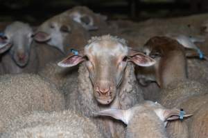 Sheep in holding pen - Captured at Gathercole's Wangaratta Abattoir, Wangaratta VIC Australia.