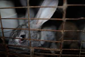 Rabbits in a cage - Until recently, rabbits were farmed in cruel battery cages in this Sydney layer hen farm, in a separate section at the end of one of the sheds. As of 2024, it is believed that Kellyville Farm Fresh has ceased farming rabbits. Screenshot from footage. - Captured at Kellyville Farm Fresh, North Kellyville NSW Australia.