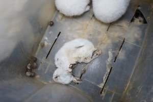 Dead baby rabbit (kitten) - Until recently, rabbits were farmed in cruel battery cages in this Sydney layer hen farm, in a separate section at the end of one of the sheds. As of 2024, it is believed that Kellyville Farm Fresh has ceased farming rabbits. Screenshot from footage. - Captured at Kellyville Farm Fresh, North Kellyville NSW Australia.